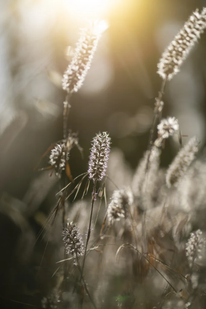 Golden hour family photography in Adelaide