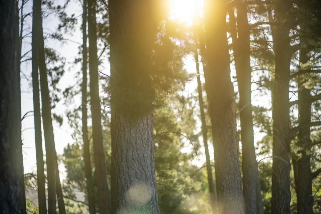 Adelaide forest Photography for Families