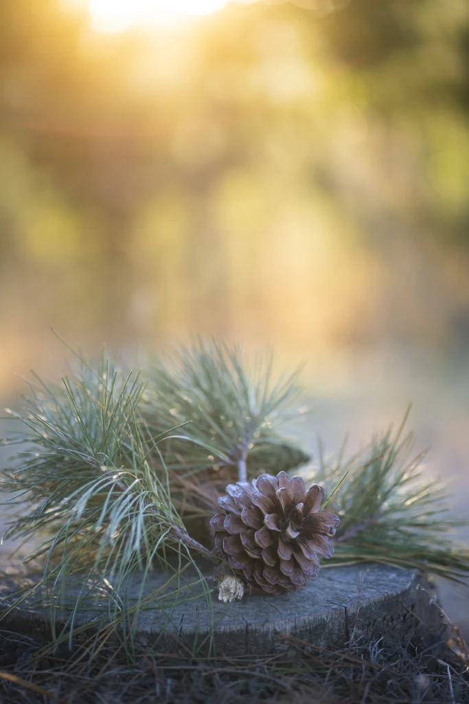 Forest photos Adelaide